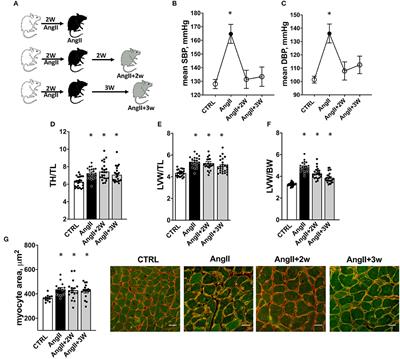 Sustained Downregulation of Vascular Smooth Muscle Acta2 After Transient Angiotensin II Infusion: A New Model of “Vascular Memory”